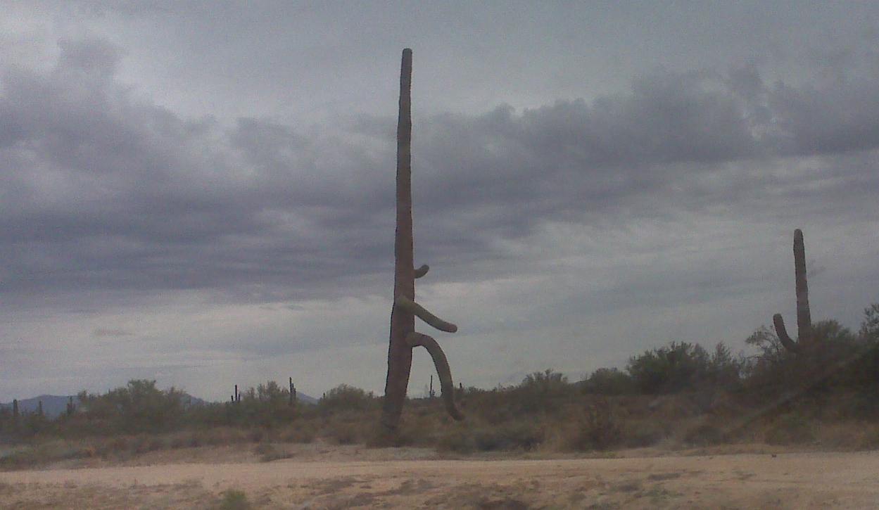 Huck and Buck Saguaro